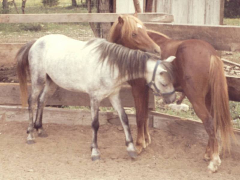 Mare; DISPLAY FULL IMAGE.