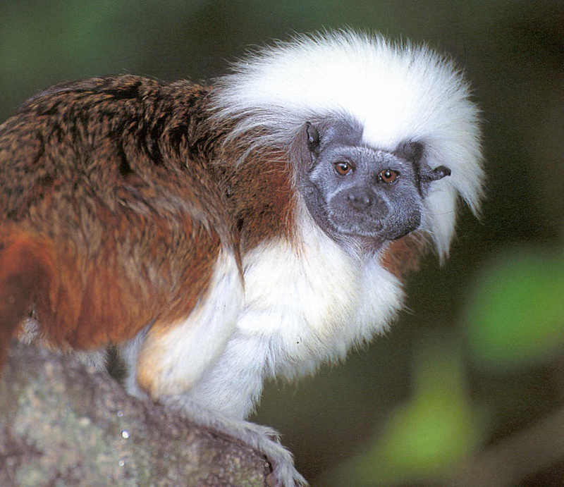 Tamarins - Cotton-top Tamarin; DISPLAY FULL IMAGE.