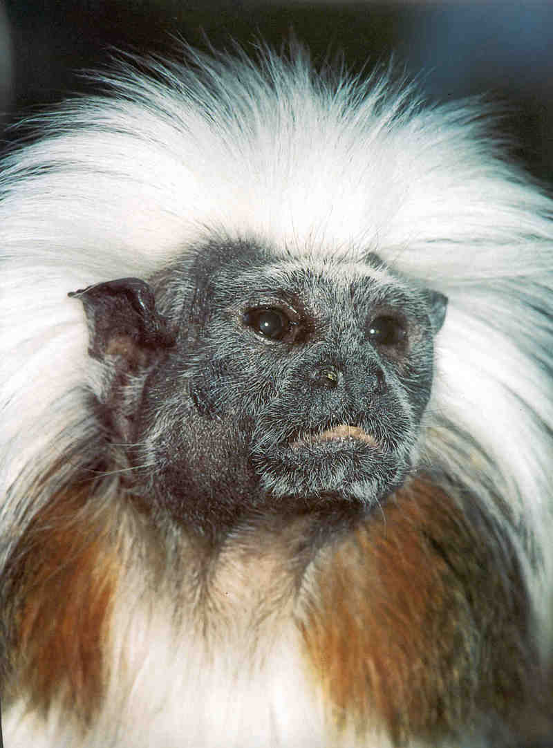 Tamarins - Cotton-top Tamarin; DISPLAY FULL IMAGE.