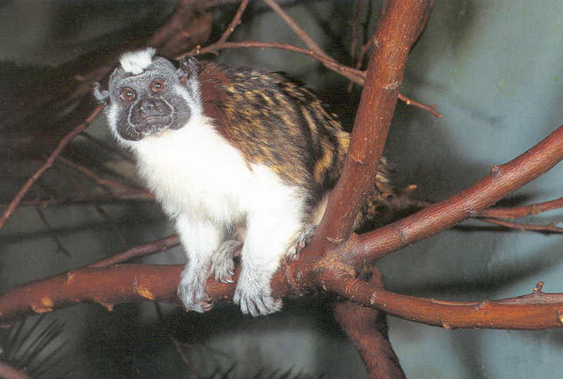 Tamarins - Geoffroy's Tamarin; DISPLAY FULL IMAGE.