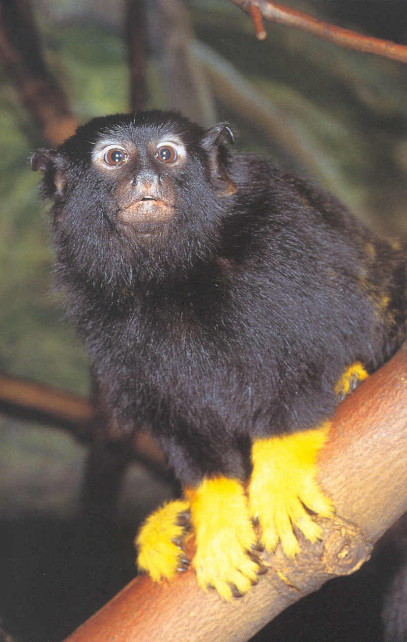 Tamarins - Golden-handed Tamarin; DISPLAY FULL IMAGE.