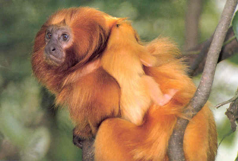 Tamarins - Golden Lion Tamarin; DISPLAY FULL IMAGE.