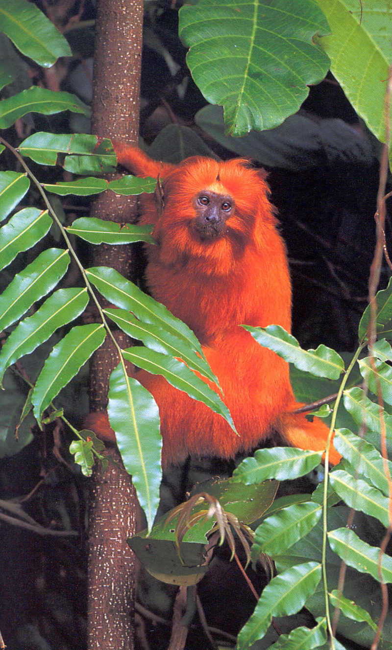 Tamarins - Golden Lion Tamarin; DISPLAY FULL IMAGE.
