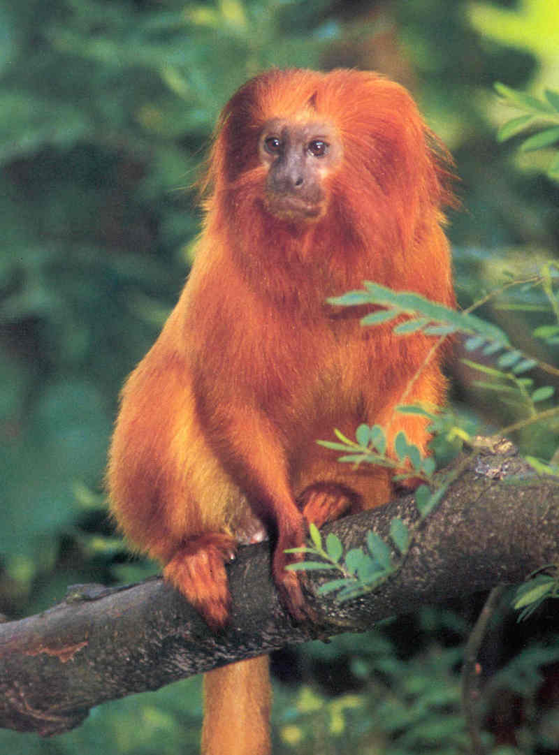 Tamarins - Golden Lion Tamarin; DISPLAY FULL IMAGE.