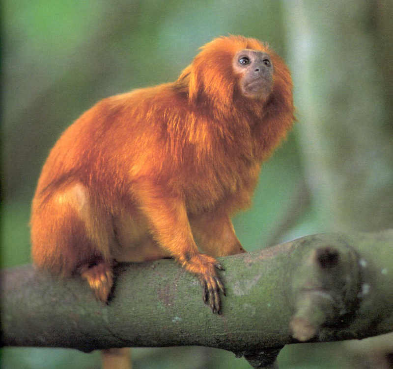 Tamarins - Golden Lion Tamarin; DISPLAY FULL IMAGE.