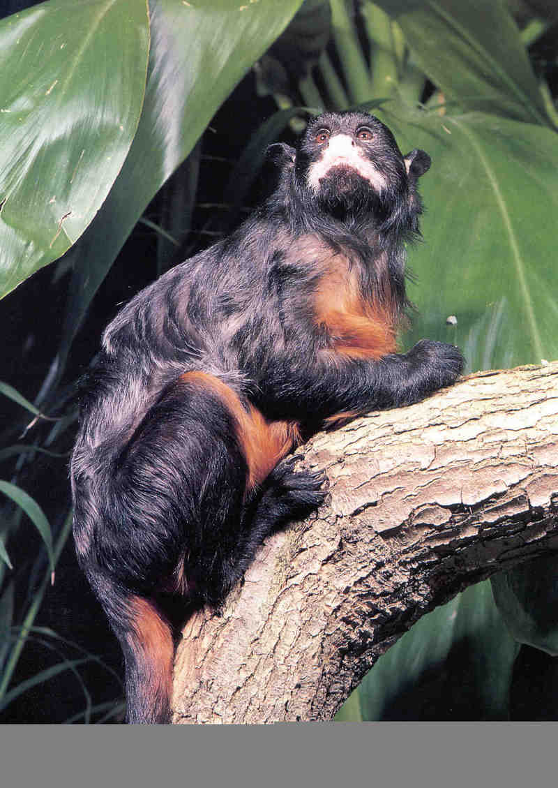 Tamarins - Mustached Tamarin; DISPLAY FULL IMAGE.