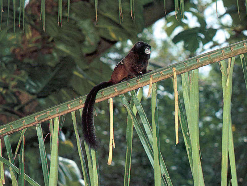 Tamarins - Saddleback Tamarin; DISPLAY FULL IMAGE.