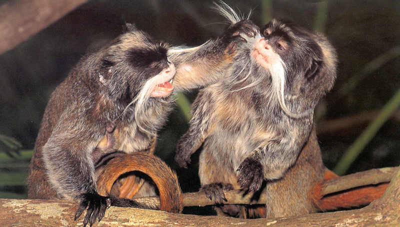 Tamarins - Emperor Tamarin; DISPLAY FULL IMAGE.