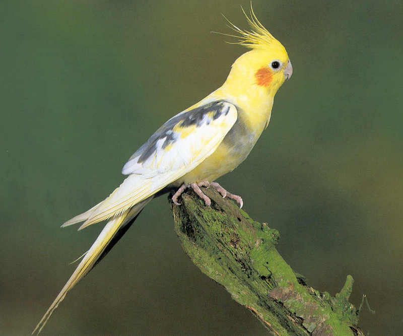 Cockatiels - Primrose Pied; DISPLAY FULL IMAGE.
