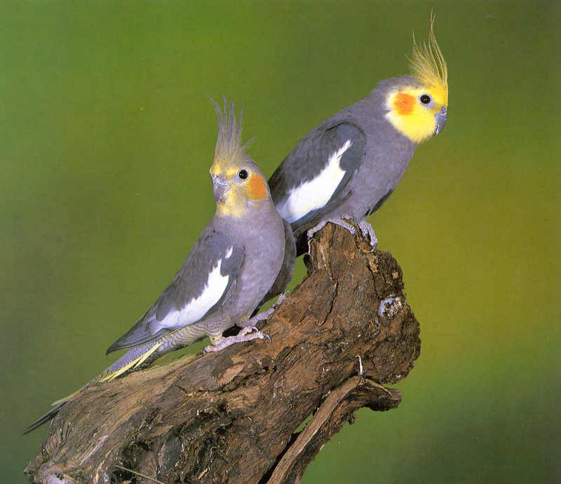 Cockatiels - Cinnamon Gray; DISPLAY FULL IMAGE.