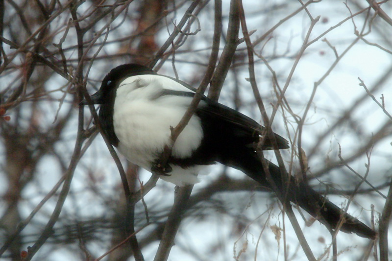 Pica pica (Black-billed Magpie) {!--까치-->; DISPLAY FULL IMAGE.