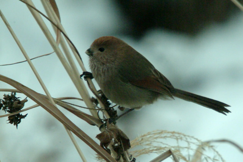 Paradoxornis webbianus (Vinous-throated Parrotbill) - Wiki {!--붉은머리오목눈이-->; DISPLAY FULL IMAGE.