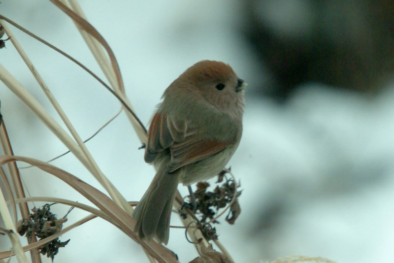 Paradoxornis webbianus (Vinous-throated Parrotbill) {!--붉은머리오목눈이-->; DISPLAY FULL IMAGE.