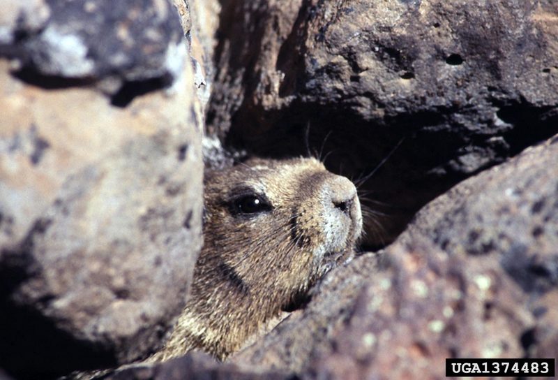 Yellow-bellied Marmot (Marmota flaviventris) {!--노란배마모트-->; DISPLAY FULL IMAGE.