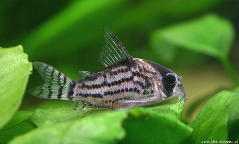 Corydoras; DISPLAY FULL IMAGE.