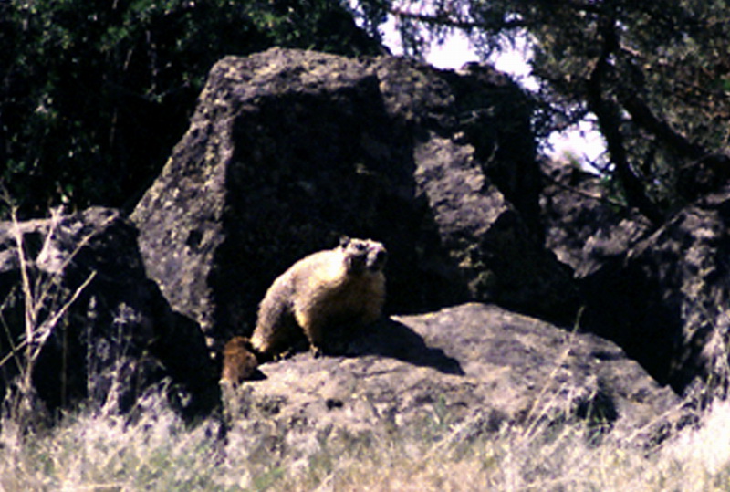 Yellow-bellied Marmot (Marmota flaviventris) {!--노란배마모트-->; DISPLAY FULL IMAGE.