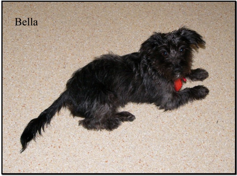 Bella 2; DISPLAY FULL IMAGE.