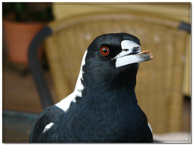 Australian Magpie; DISPLAY FULL IMAGE.