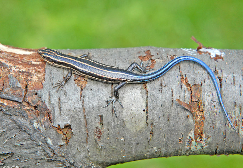 Five-lined Skink (Eumeces fasciatus); DISPLAY FULL IMAGE.