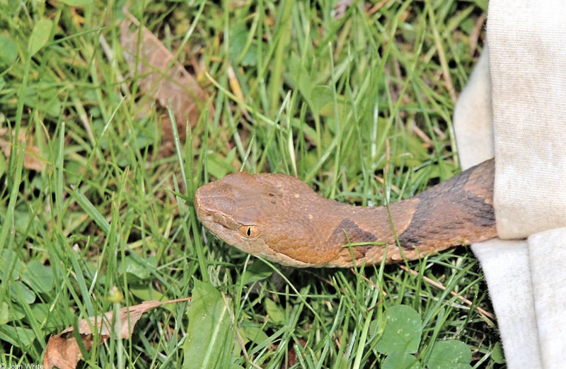 Northern Copperhead (Agkistrodon contortrix mokasen) 700; DISPLAY FULL IMAGE.