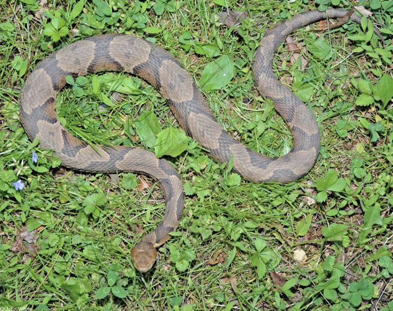 Northern Copperhead (Agkistrodon contortrix mokasen) 701; DISPLAY FULL IMAGE.