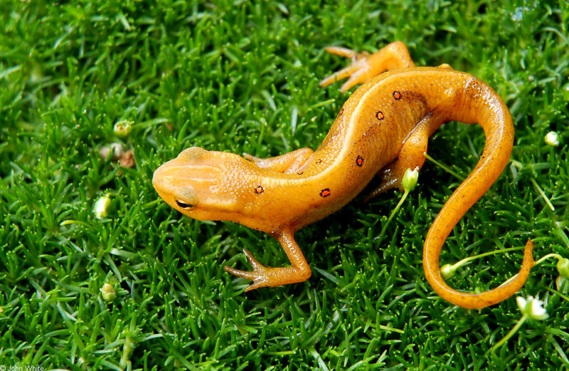 Red-spotted Newt Eft (Notophthalmus viridescens viridescens); DISPLAY FULL IMAGE.