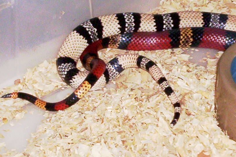Hondurans mating; DISPLAY FULL IMAGE.