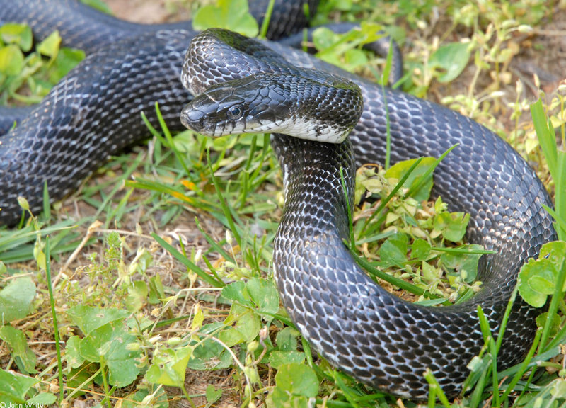 Black Ratsnake (Elaphe obsoleta obsoleta) 001; DISPLAY FULL IMAGE.