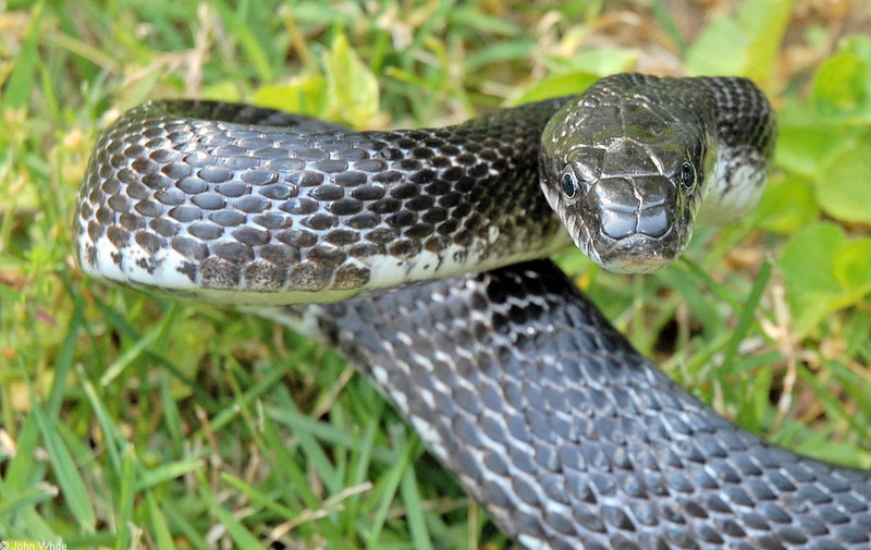 Black Ratsnake (Elaphe obsoleta obsoleta) 002; DISPLAY FULL IMAGE.