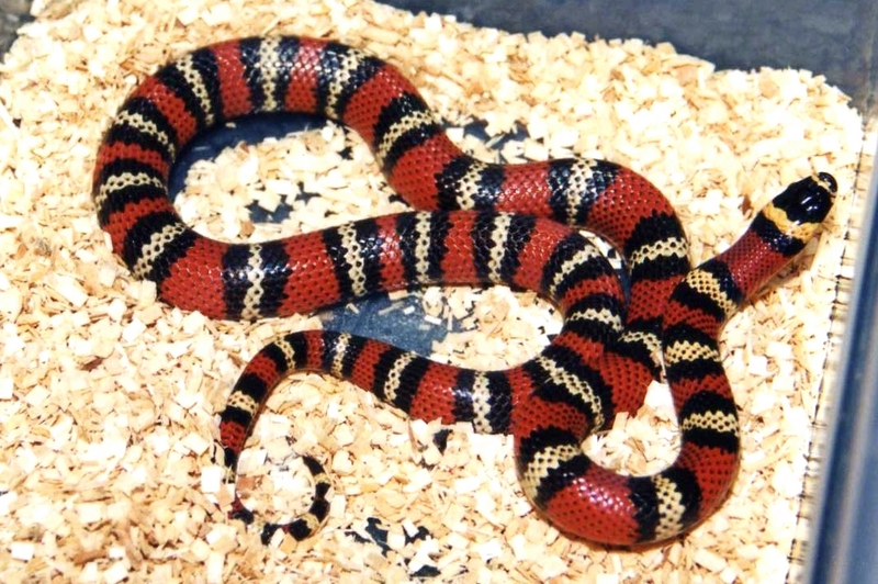 abnorma x polyzona intergrade; DISPLAY FULL IMAGE.