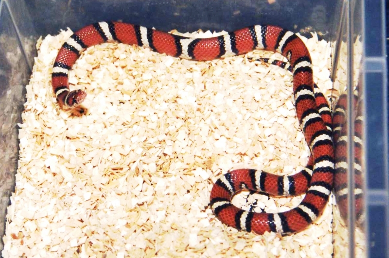 Coastal Plains Milksnake (L.t.temporalis); DISPLAY FULL IMAGE.