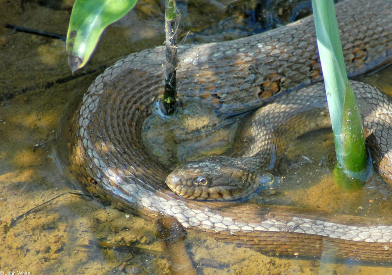 Northern Watersnake (Nerodia sipedon sipedon); DISPLAY FULL IMAGE.