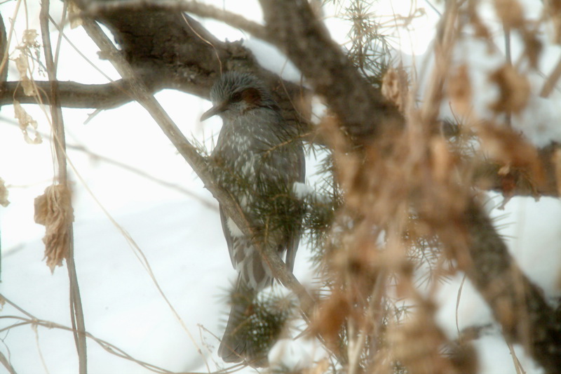 Ixos amaurotis (Brown-eared Bulbul) {!--직박구리-->; DISPLAY FULL IMAGE.