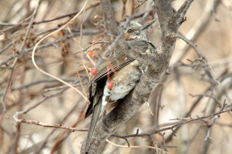 Ixos amaurotis (Brown-eared Bulbul) {!--직박구리-->; DISPLAY FULL IMAGE.