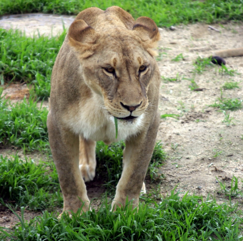 Lioness grazing grass; DISPLAY FULL IMAGE.