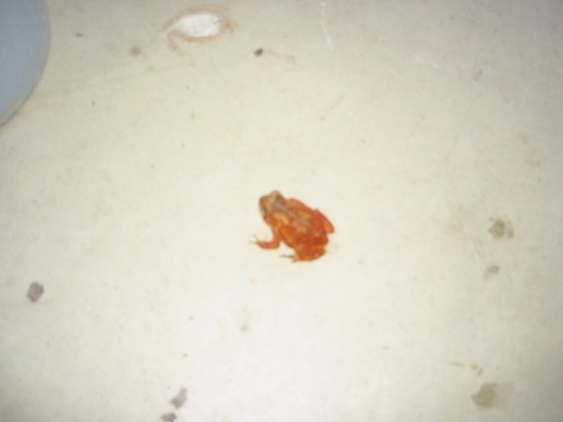 tree frog/spring peeper/toad?????; DISPLAY FULL IMAGE.