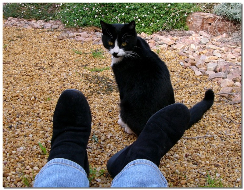 Puss'n Boots 1; DISPLAY FULL IMAGE.