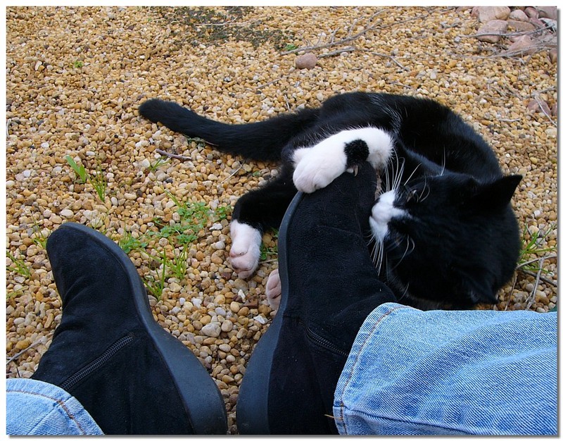 Puss'n Boots 2; DISPLAY FULL IMAGE.