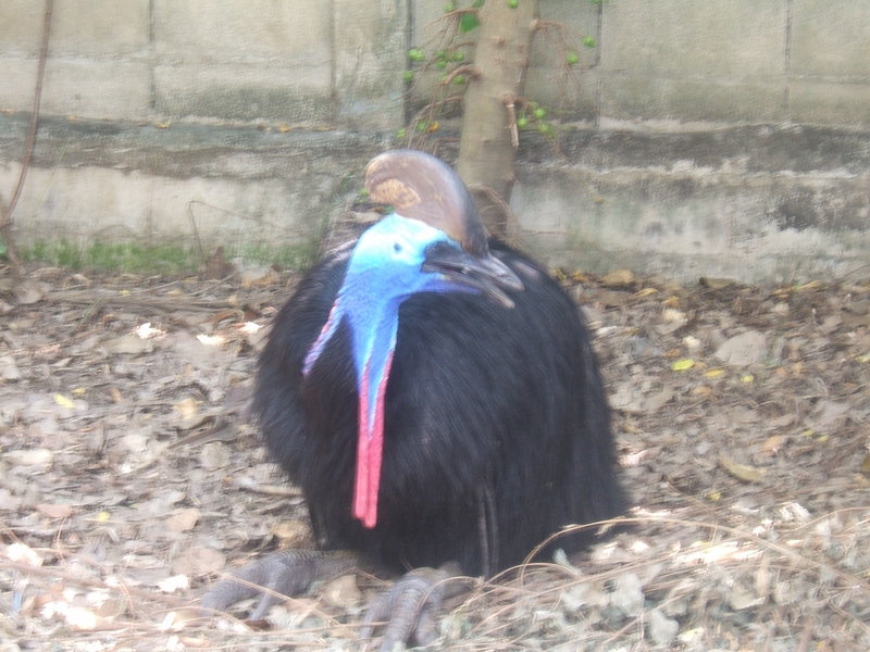 A Very Fat Bird in Thailand -- Southern cassowary AKA double-wattled cassowary (Casuarius casuarius); DISPLAY FULL IMAGE.