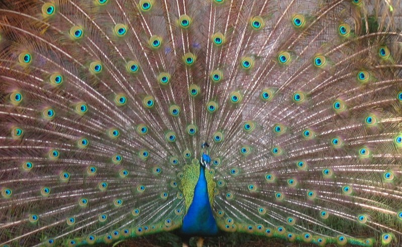 My Indian Peacock - blue peafowl (Pavo cristatus); DISPLAY FULL IMAGE.