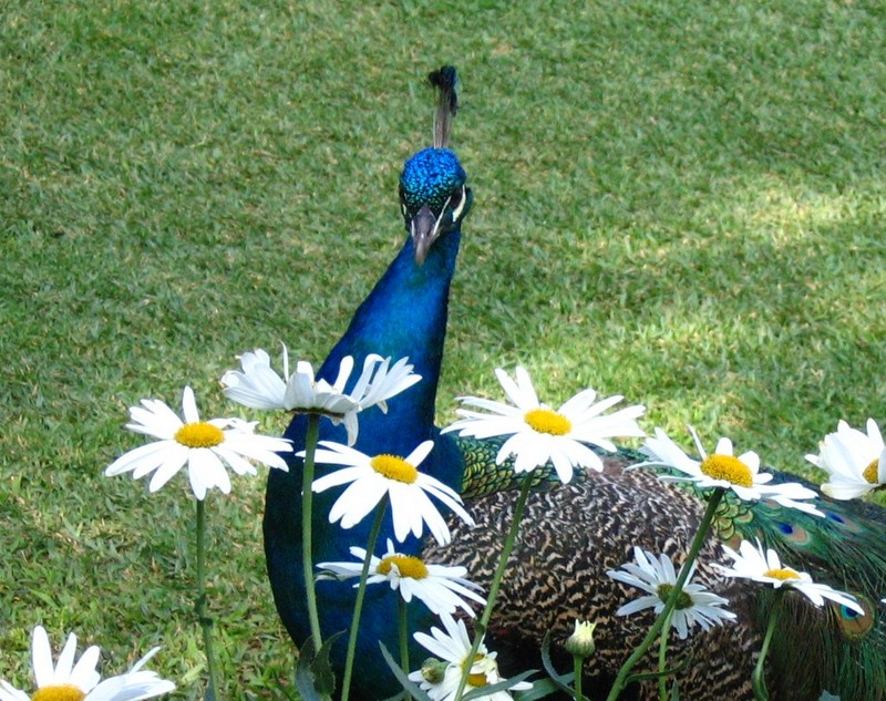 My Indian Peacock - blue peafowl (Pavo cristatus); DISPLAY FULL IMAGE.