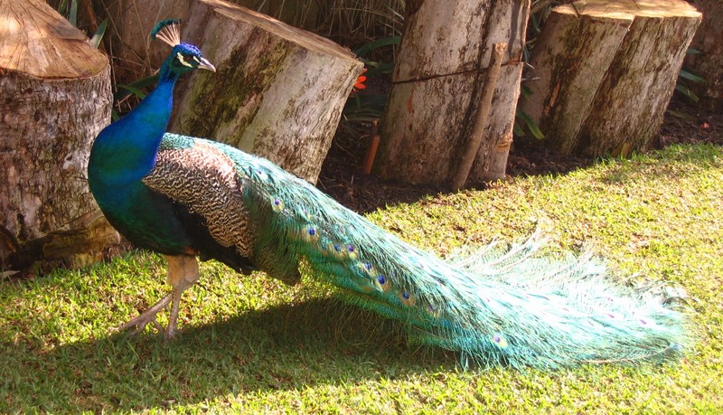 My Indian Peacock - blue peafowl (Pavo cristatus); DISPLAY FULL IMAGE.