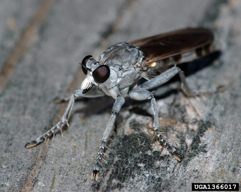 Robber Fly (Asilidae) {!--파리매류-->; DISPLAY FULL IMAGE.
