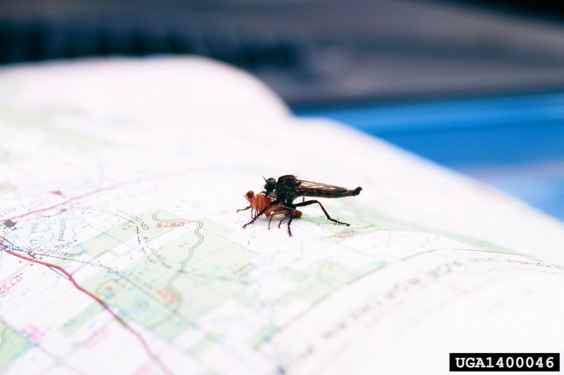 Robber Fly (Asilidae) {!--파리매류-->; DISPLAY FULL IMAGE.