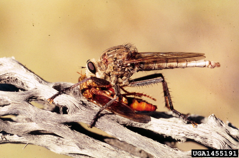 Robber Fly (Asilidae) {!--파리매류-->; DISPLAY FULL IMAGE.