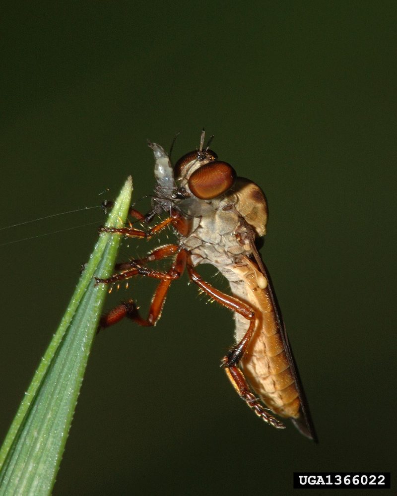 Robber Fly (Holcocephala fusca) {!--파리매류-->; DISPLAY FULL IMAGE.