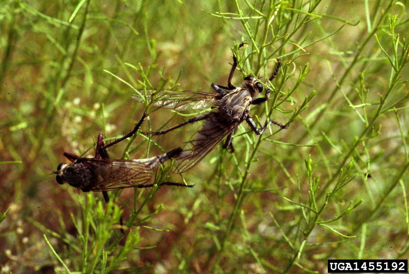 Robber Fly (Proctacanthus sp.) {!--파리매류-->; DISPLAY FULL IMAGE.