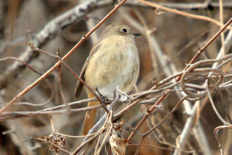 Phoenicurus auroreus (Daurian Redstart) {!--딱새 암컷-->; DISPLAY FULL IMAGE.