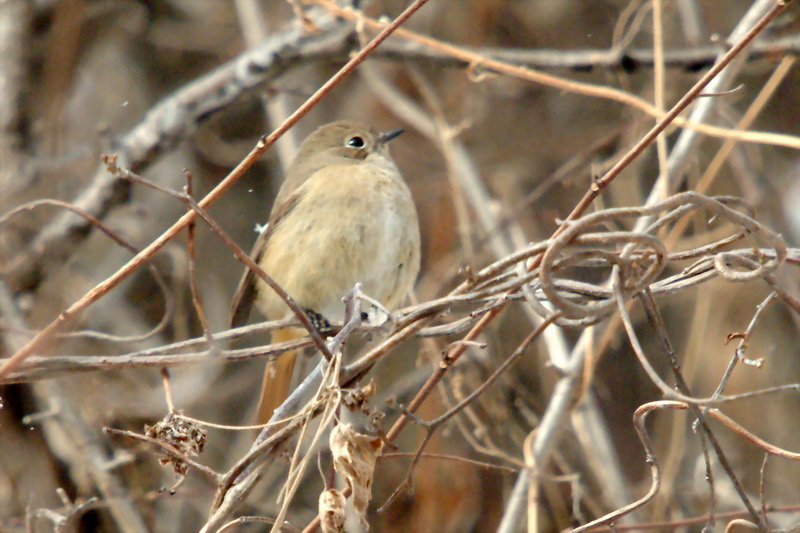 Phoenicurus auroreus (Daurian Redstart) {!--딱새 암컷-->; DISPLAY FULL IMAGE.