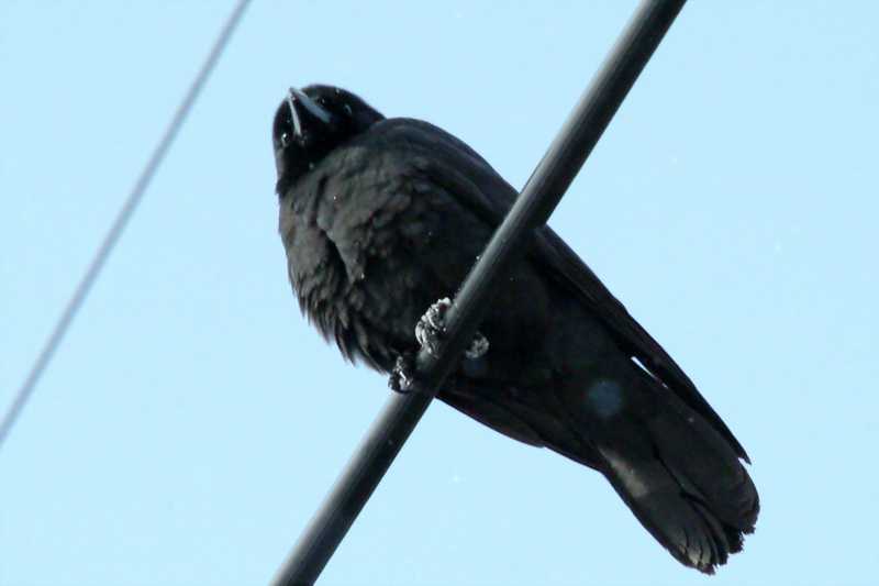 Corvus macrorhynchos (Jungle Crow) {!--큰부리까마귀-->; DISPLAY FULL IMAGE.